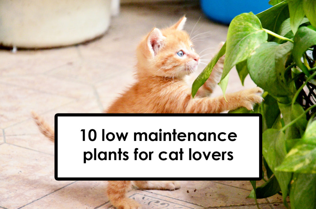 Plants for cat lovers – Modern Plant Life