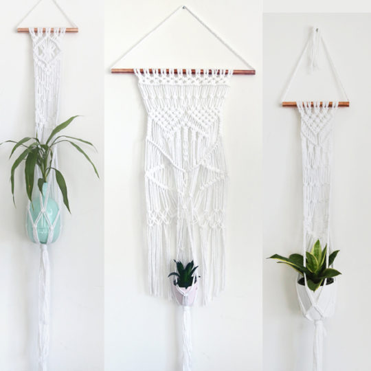 Top 10 “dangling” hanging plants – Modern Plant Life