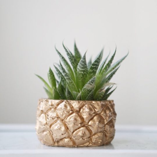 Pineapple concrete planter – Modern Plant Life